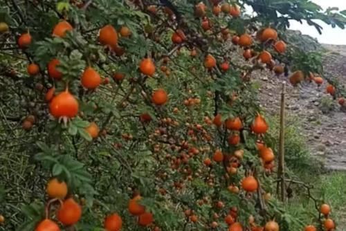 我的家乡|长在山上的野生砂糖果,曾是农村娃抢着吃的水果,城里人没吃过