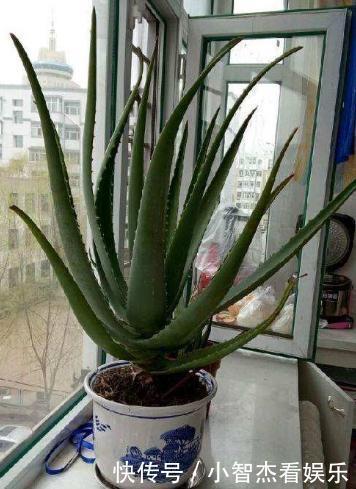 汁液|君子兰花不旺，浇点这“汁液”，比施肥更管用，一盆能开四五朵