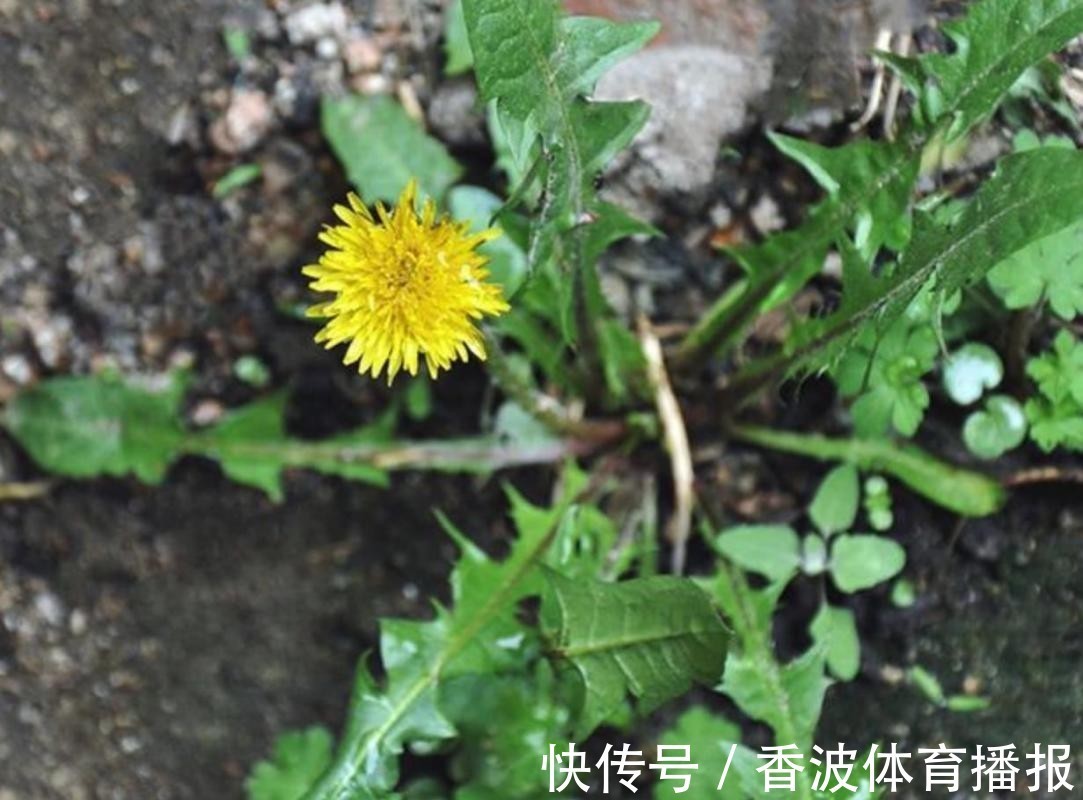 素食|甲狀腺結節患者能吃饅頭嗎？提醒：不想結節轉惡，3種素食要少碰