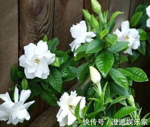 酸性|养栀子花,10天喂上几滴“它”,新芽长不停,叶片翠绿开花“旺”
