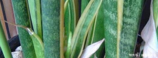 君子兰、文竹、虎皮兰,“它”的汁液吃上3-4滴,统统窜“爆”盆!