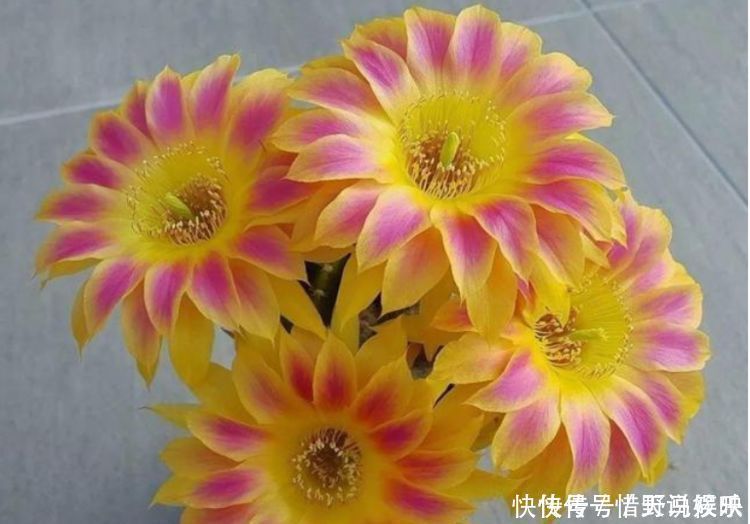 4种花,堪称“花草之王”,特别耐旱,1个月不浇水,开出漂亮花朵