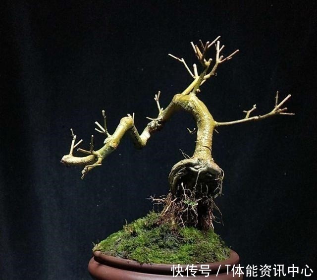 小老桩|日本盆景源自中国,其盆景艺术发展迅猛,将盆景艺术推向全世界!