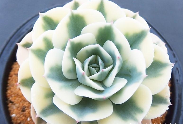 养多肉玉蝶锦的肉友你养活了吗？没养活的话来试试这两种养法吧！