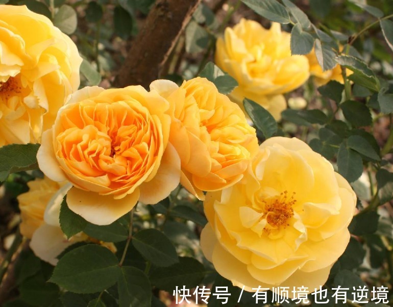 月季花杜鹃花栀子花总是养不活教你一招,连开3个月!