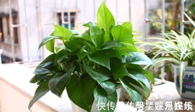 如果不到万不得已，这3种花过年“不要买”，年后买，省钱又好养