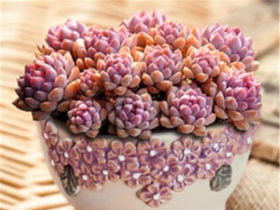 夏季|叶插的多肉有“3怕”，难怪夏季成片死亡，学会了安全度夏根系壮