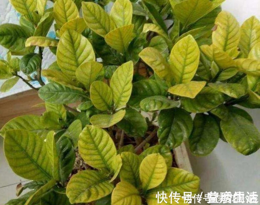 黄化病|3种喜酸性的花,容易出现黄叶子,要勤浇“酸水”