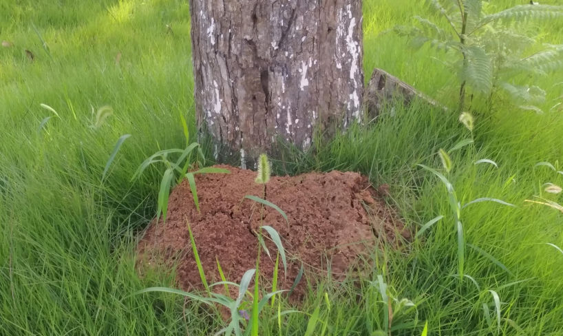上游新闻|注意！看见这种虫一定要远离，它可能致命！