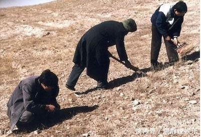 野菜|酷似头发的野菜,毁10亩地才挖2两,古代是贡品,如今成“禁菜”