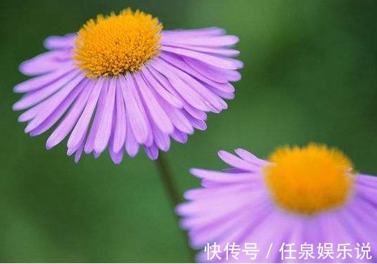 浇水|5款常见的菊花,放在阳台清新脱俗,不黄叶猛开花,造型妩媚,美