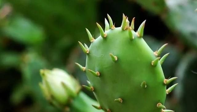 4物是天然的“吸糖王”,每天换着吃,稳定血糖,或远离糖尿病