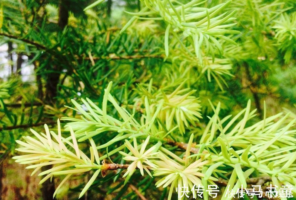 云南|松树上一种野菜，吃起来像松油，却是难得的稀罕物30元一斤