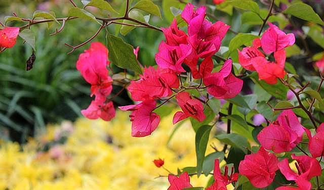 三角梅“光秃秃”不长叶，教你一招，快速恢复，没有叶子开满花！