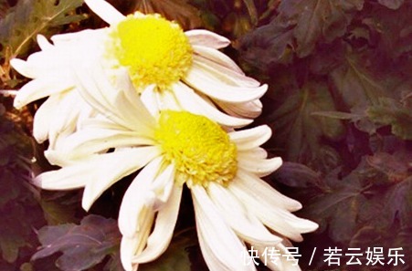 半球型|喜欢菊花，不如养盆“菊中珍品”洹水明珠，似翡翠玉珠，洁白无瑕