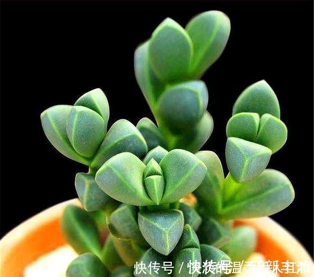 技巧|多肉鹿角海棠越冬技巧，牢记“3个不要”，叶子饱满，轻松爆盆