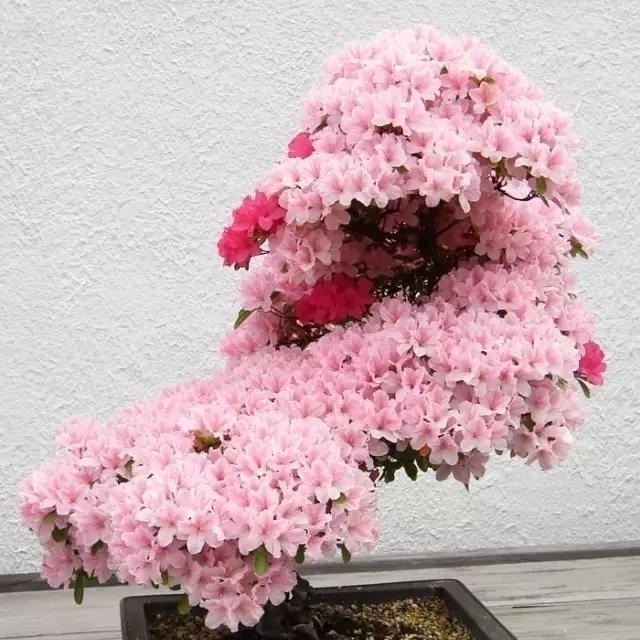 世界上又一奢侈品《盆栽》一盆就是一座房子！