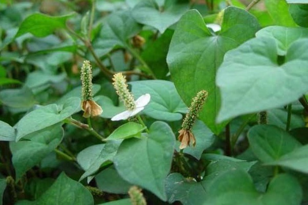 消炎杀菌|天然的“青霉素”被发现,女人可劲的吃,消炎杀菌,身体更健康