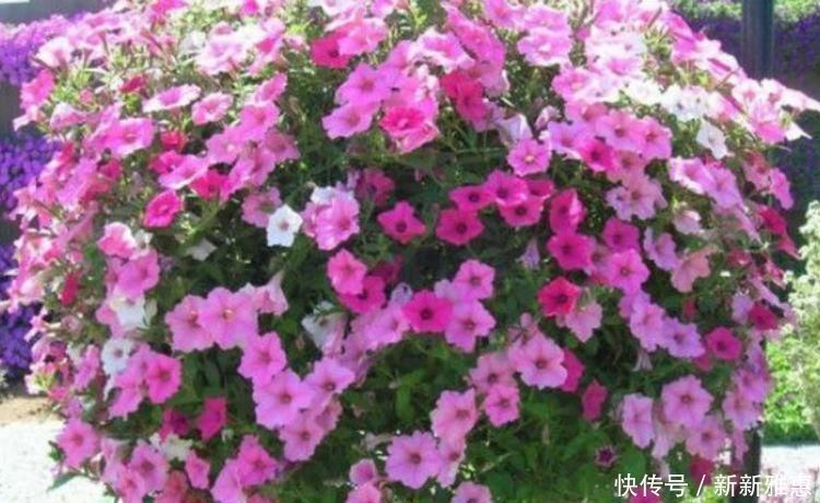 光照|5种花漂亮又净化空气，随便养就爆盆，吉祥富贵，清香四溢