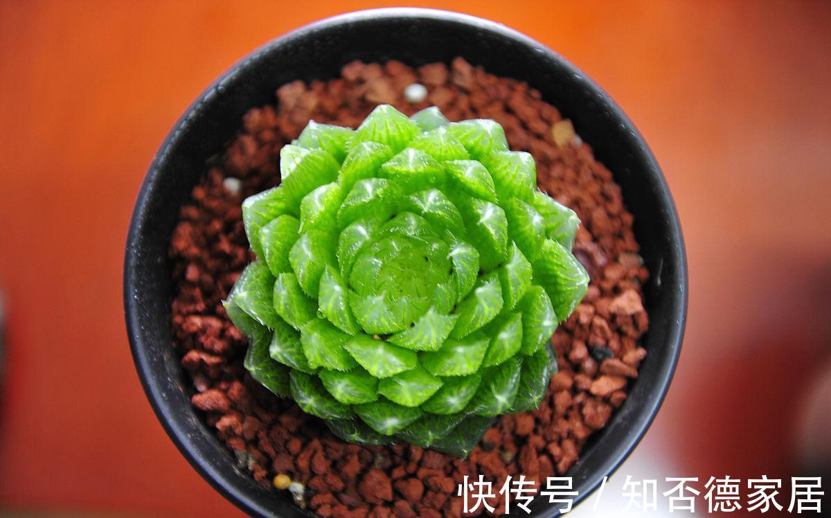 养护|多肉叶子一碰就掉,和3点养护方法有关,了解原因巧应对就好