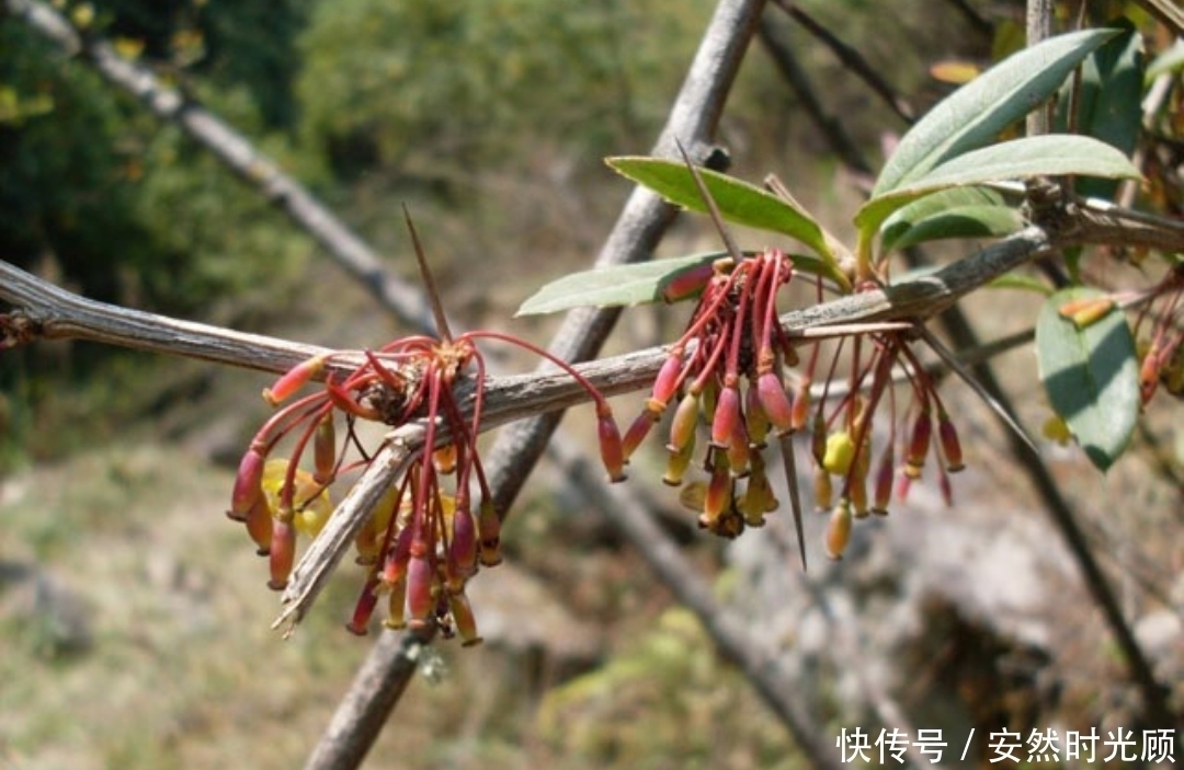  农村一种树，浑身长刺，但根部价值却极为珍贵，可抑菌抗肿瘤