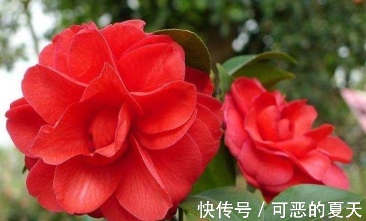 山茶花|养这几朵花，花香浓郁，花期长，开花芳香四溢，花朵稠密惹眼