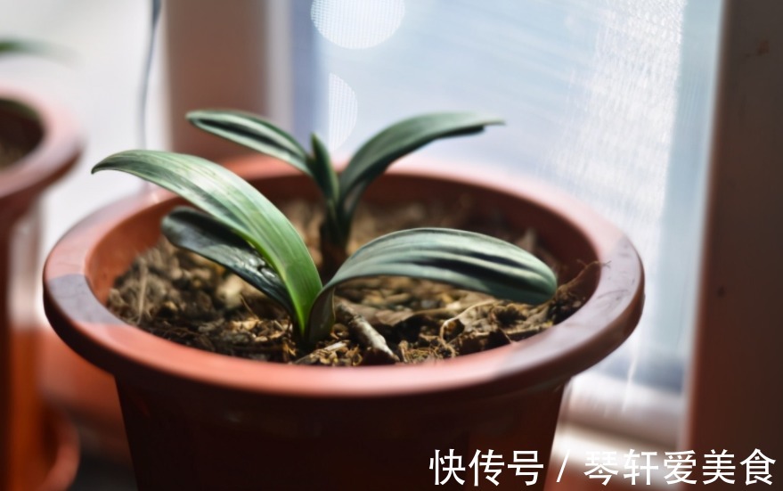 养花|松树三宝:松果壳、松针、松树皮,拿来养花,各有妙用