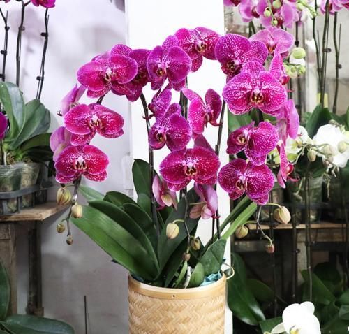 多菌灵粉|蝴蝶兰的养护方法,花大色艳,开出的花朵超漂亮