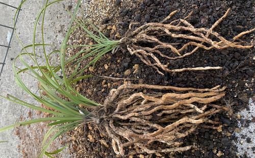 5月养花要养根，3个小窍门护根强根，让人打理盆栽更省心