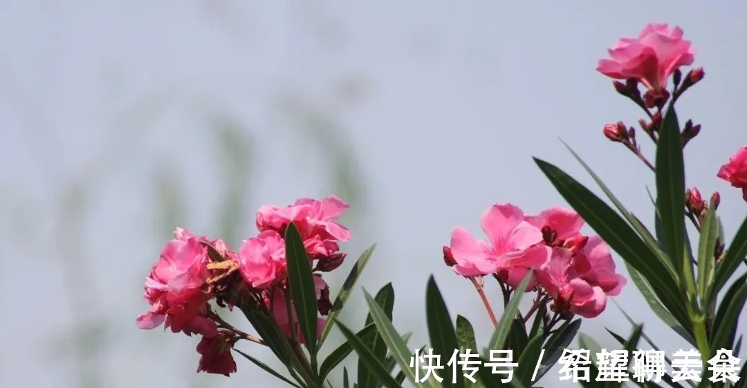 马鞭草|仲夏松江，花开正盛，夏雨荷，今天就能满足你→！