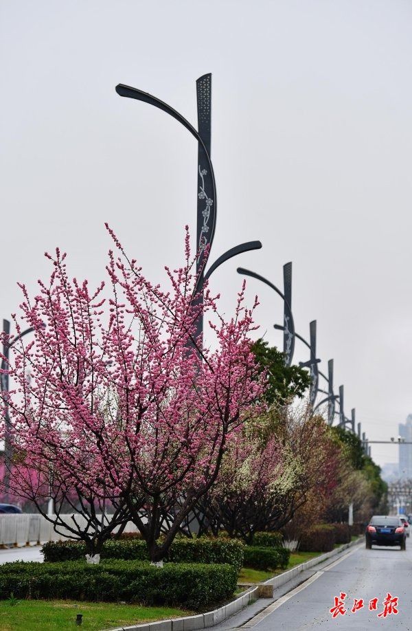 雨中红梅艳，环湖路上红腰带