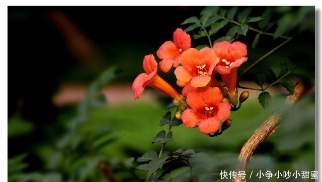 种植|最适合庭院、屋顶绿化种植的植物，各月开花顺序整理，不收藏吗？