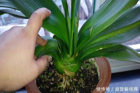 养君子兰，一个“小方法”，叶片整齐又好看，厚实油绿，长爆盆！