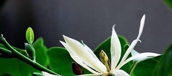 这花比茉莉还好闻,家里养一盆,花一开就是大半年