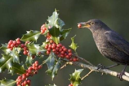 寓意|这树为“圣诞”而生,有着红果子和翠绿叶片,寓意红火大家都喜欢