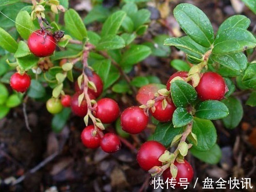 蔓越莓|女性晚上当零食吃2颗,美白、养颜、抗衰老,比面膜管用!