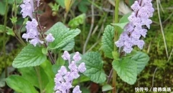 韩信草|农村这种野草,农民用它泡水喝,活血化瘀,老人腰也不痛了