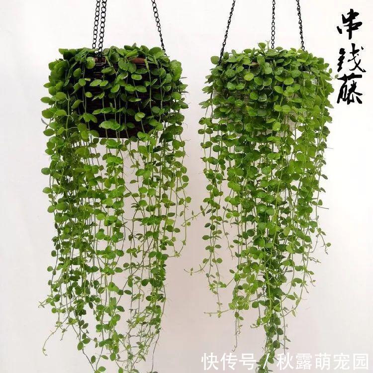 观赏价值|八种命里带“钱”的植物，家里养一盆，招财又旺运，你家养了几种