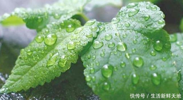 这2种花直接摆在阳台上,避免蚊虫飞进来,过夏无叮咬舒服多了!