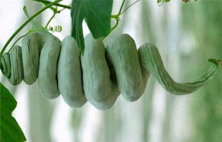 女人|女人爱美，推荐三种食物，养颜抗衰，疏通血管，增强体质
