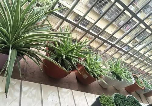 不太会养花，想养吊兰，家里没有肥料，可以不施肥吗？