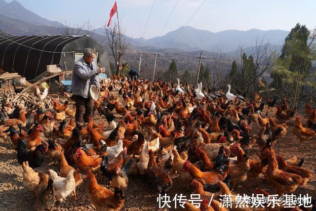 老鹰|7旬农民大爷养山鸡被野生动物袭扰，请下不花钱保镖一举两得