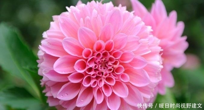 西芹|这几种可爱迷人的花儿，养在家中超美