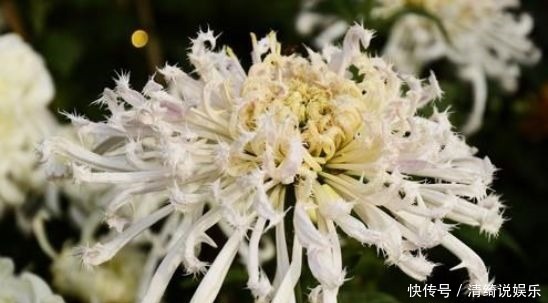 喜欢|4种花越看越喜欢,花美似牡丹,全年开花不怕冷
