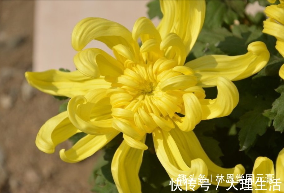 山楂|菊花和此物一起泡，相当于燃脂运动2小时，润肠通便，大肚子平了