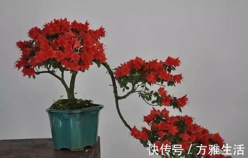 长寿|花盆太深真要命,长寿君子兰养1盆死1盆,赶紧换!