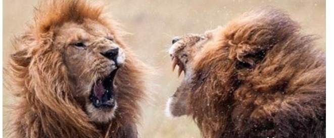 闭关锁国#拿破仑曾说,中国是一只沉睡的雄狮,殊不知后半句话更重要