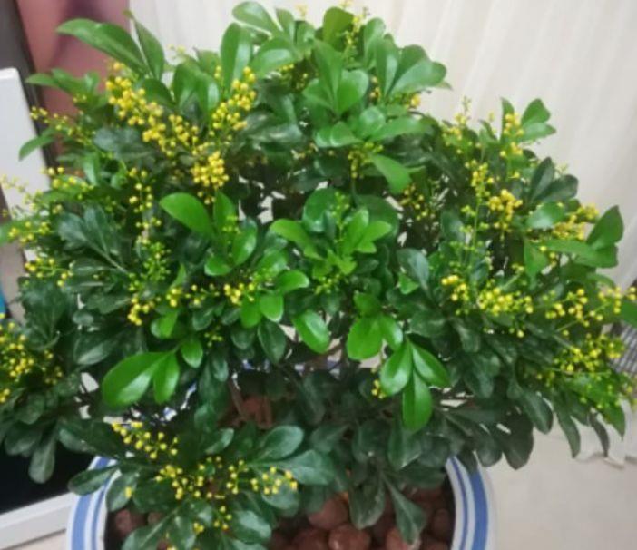 4种花是真正的开花机器，空气清新，满屋飘香