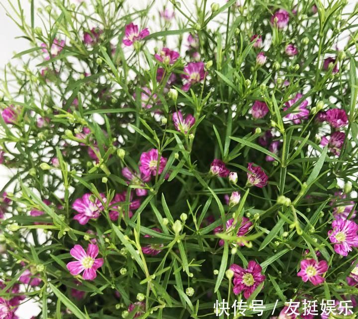 牡丹花|快扔掉家中发财树,真正好看还能净化空气的是这几种,高级又漂亮