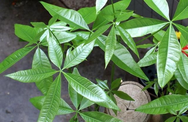 发财树叶片发黄不长新枝,知道原因很重要,告别黄叶,叶片多又绿